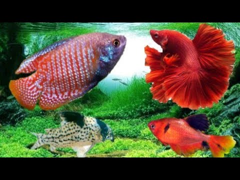 QUAIS SÃO OS PEIXES MAIS SIMPLES DE CUIDAR NO AQUÁRIO?