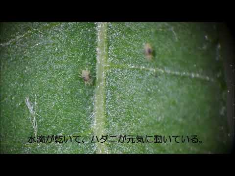 かぼちゃの栽培、収穫、調理に関するよくある質問