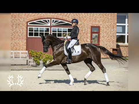 Nr. 44   Stute "Helia" von Millennium -  Induc