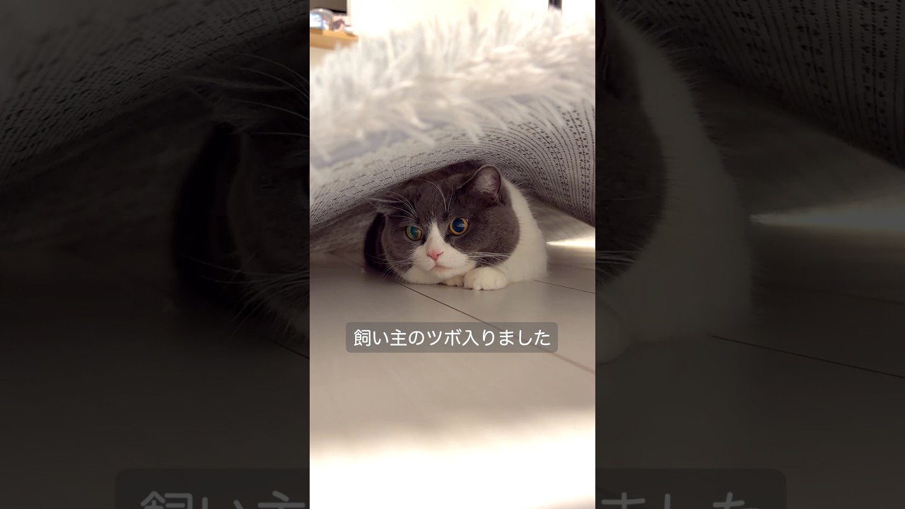 #猫 #猫のいる暮らし #fyp #おすすめ