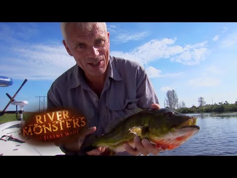 Catching A Peacock Bass | BASS | River Monsters
