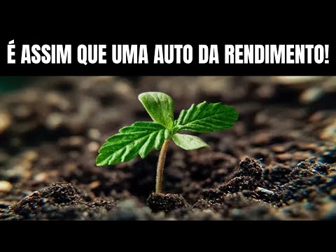 AUTO EP 2 Seed Cultivation: VEGETATIVE PHASE AUTOMATIC SEED - INDOOR CULTIVATION OF CANNABIS (MAR...