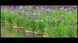 菖蒲の花、夜宮公園