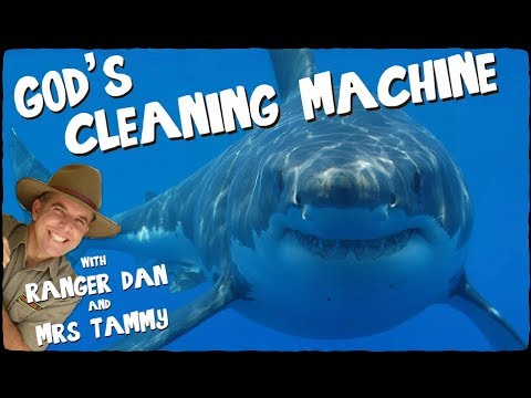 SHARK SONG FOR KIDS | Under the Sea Songs | Animal Songs | Kids Songs | Creation Connection