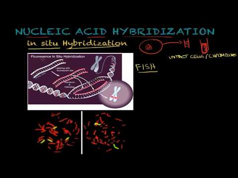 Nucleic acid hybridization (molecular hybridization) - Molecular and cellular biology tutorial