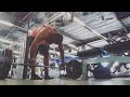How to get big legs - Single Leg Deadlifts 225 pounds