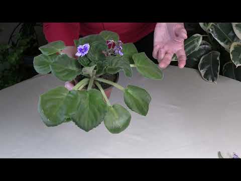 Come potare i vecchi fiori di violetta africana