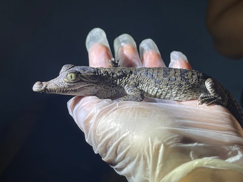 Protect and Restore Aquatic Ecosystems in Belize