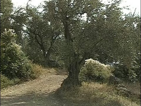 Greece: Mount Pelion – The Healing Mountain