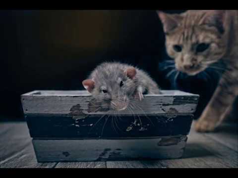 KTekipa CzarNY & DevToN - Walka ze Szczurami by.VINTAGEMAN PRODUKCJA