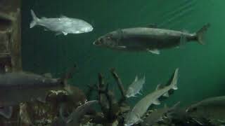 Листвянка 2010