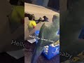 Beaker Wooing Tinkerbell Again Talkingbirds Talkingparrot Tinkerbell