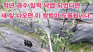 작년 과수 일찍 낙엽 되었다면, 새잎 나오면 이 방법이 도움.(과수 재배, 과수 엽면시비, 과일 비대, 과수…