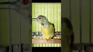 Download lagu kolibri kelapa trotol gacor/korlap gacor#shorts mp3