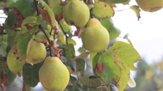 what you do with quince