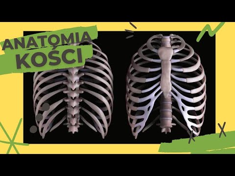 Bone Anatomy #12 - Ribs, Sternum