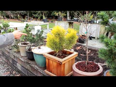 Easy Potting Techniques for Growing Conifers in Pots |  Dwarf Conifer Container Gardening