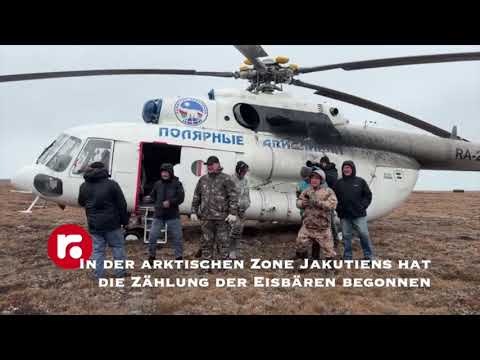 In der arktischen Zone Jakutiens hat die Zählung der Eisbären begonnen