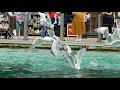 Feeding Of The Penguins Seagulls At London Zoo Tues 13th July 2021