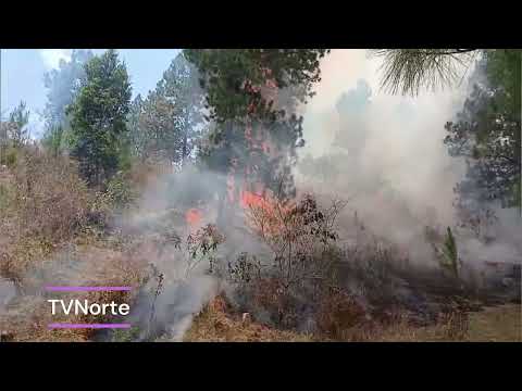 Bomberos en conjunto con brigadas y autoridades sofocan incendio de bosque de pino en Dipilto Viejo