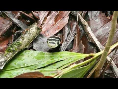 HCL presents #OnTheBrink - King Cobra