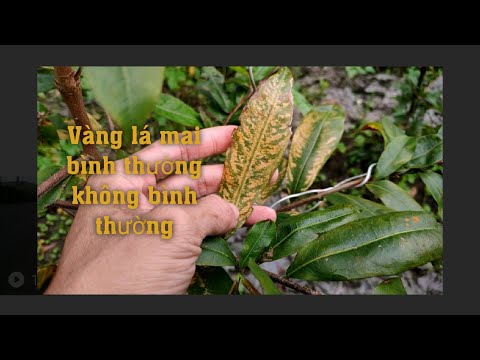 Vàng lá mai bình thường hay khác thường.