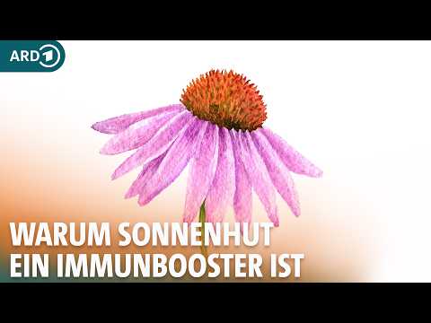 Sonnenhut: Immunsystem stärken und gut bei Erkältung I ARD Gesund