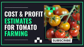 Profit Estimates & Cost to Plant Tomatoes in Rural Zimbabwe | Winpat Agrochem Insights