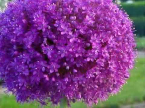 LUCIANA SANISLAV EU TI AM SPUS NEICUTA DRAGA