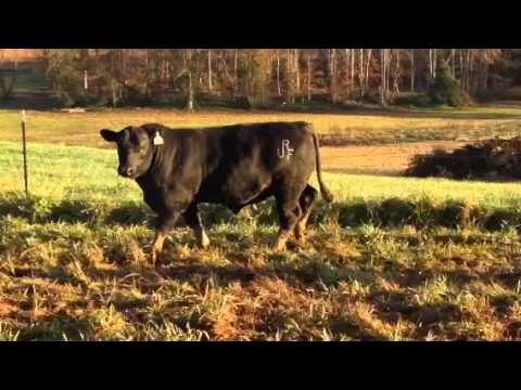 URF SEBE CONSIGNMENT 2015