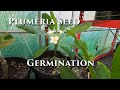 Plumeria Seed Germination #plumeria #frangipani #seedgermination #germination #tropicalplants