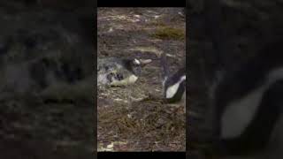 おもしろい、可愛い動物gif集 #shorts