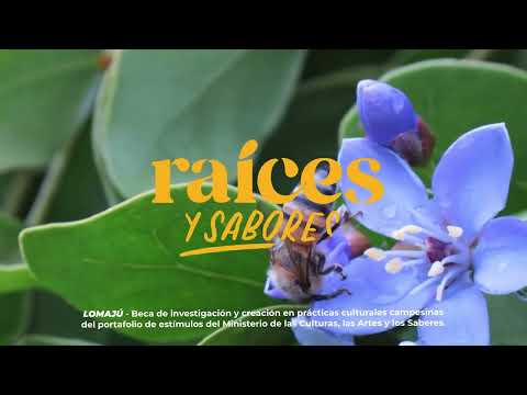 LOMAJÚ Raíces y Sabores: Roldanillo, Valle del Cauca.