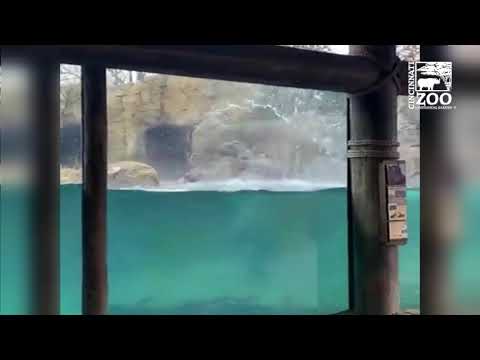 Hippo Fiona Being Crazy - Cincinnati Zoo
