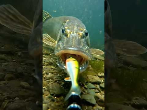 Underwater view! Pike strikes #ai #fishing #pike