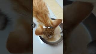 Download lagu Wiwiwi is the food anthem for cats 😀 mp3