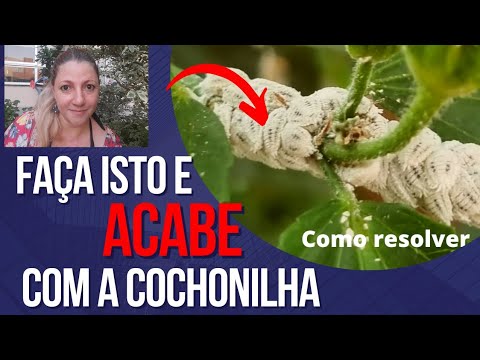 Cochonilha? Resolva agora seu problema com elas