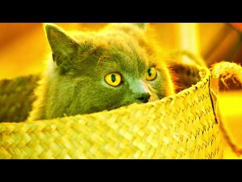 Cracking the Kneading Code: Unraveling the Mysteries Behind Your Cat's Biscuit-Making Habits