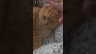スコティッシュフォールドを愛でる　#猫