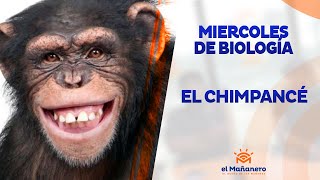Miercoles de Biología – El Chimpancé