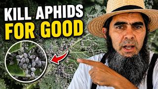 Foolproof Aphid Control: Stop Aphids for Good