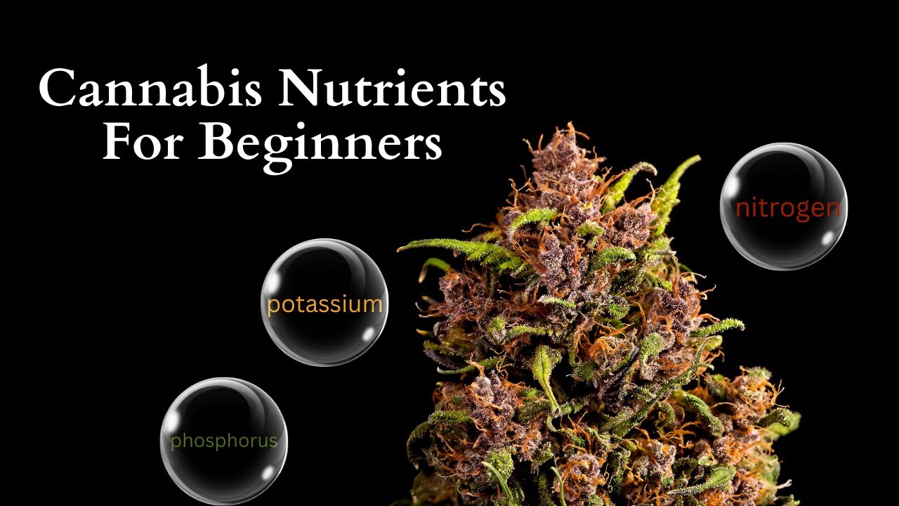 An Introduction into Cannabis Nutrients: How to get your plants to thrive