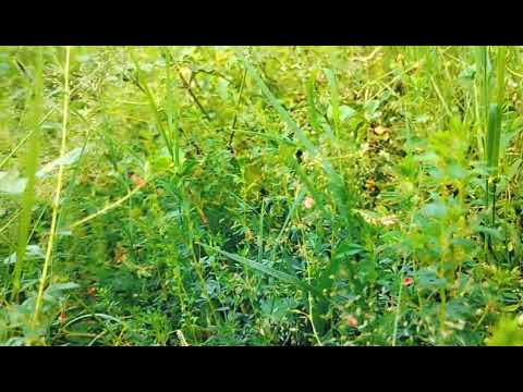 Never Underestimate the Value of Time Spent in Nature......🌿🍀