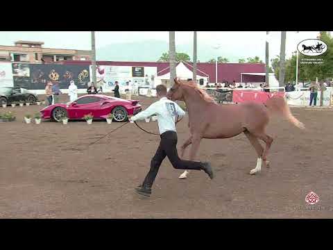 N 43 MAGIC ALYSIA   Vesuvio Trophy 2021   Mares 4 6 years old Class 7B