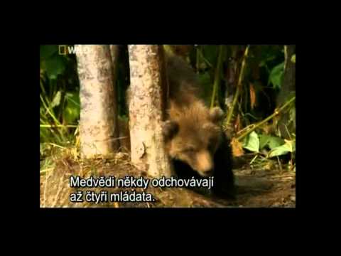 ruska divocina   kamcatka part 2