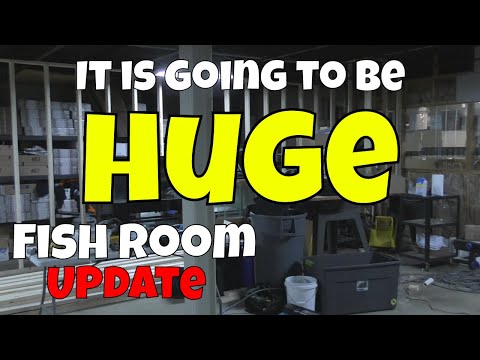 The Biggest Fish Room We Have Ever Built - Selective Breeding and 30 Ponds