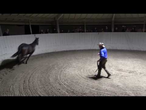 YouTube video about: How to do join up with a horse?