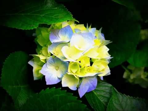 Taio Cruz ft. David Guetta, LMFAO, Adele, Rihanna, Pitbull, Avicii - Electro Remix