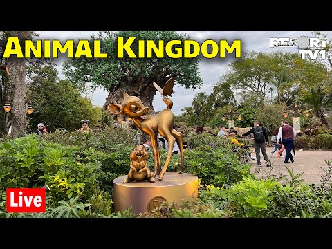 🔴Live: A Relaxing Day at Disney's Animal Kingdom - Walt Disney World Live Stream
