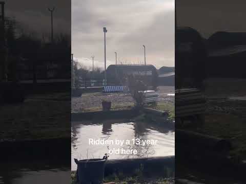 3 year old gelding - Image 2